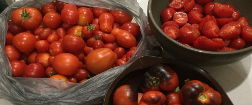 tomatoes1 1500x630 v01 1