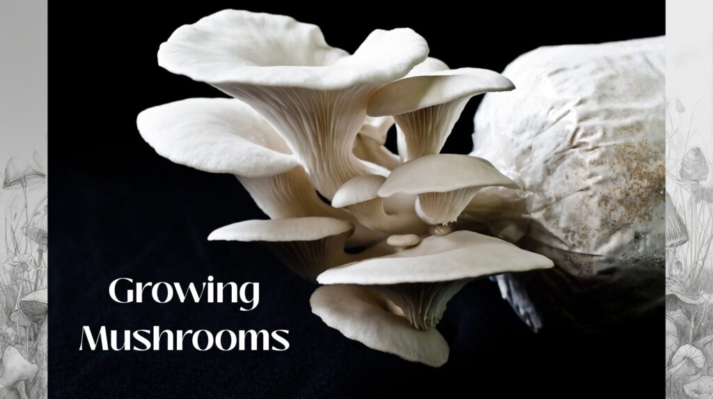 growing mushrooms