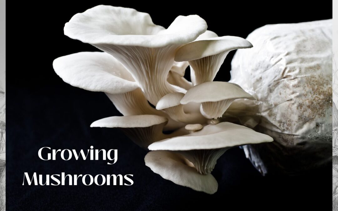 Grow Your Own Mushrooms