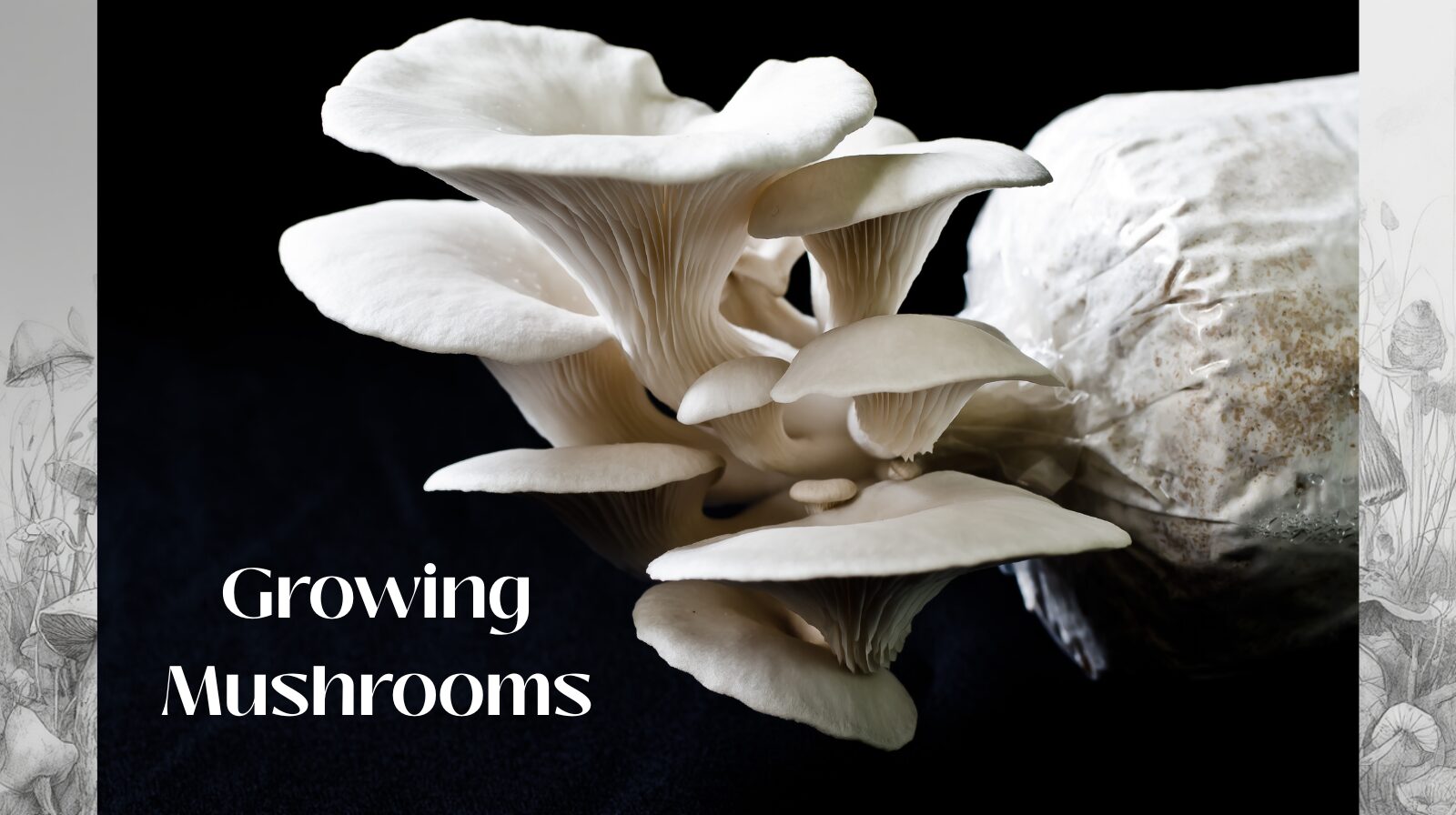 growing mushrooms